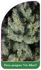 etykiety-z-gumka-swierk-picea-pungens-fat-albert