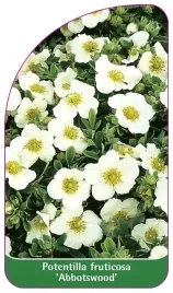 etykiety-z-gumka-pieciornik-krzewiasty-abbotswood