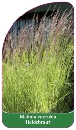 etykiety-z-gumka-trzeslica-modra-heidebraut