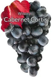 etykiety-z-gumka-winorosl-cabernet-cortis