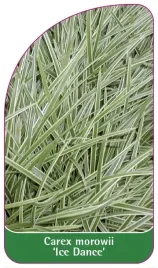 etykiety-z-gumka-turzyca-morrowa-ice-dance