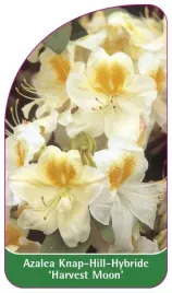 etykiety-azalia-rozanecznik-knap-hill-harvest-moon