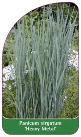 etykiety-z-gumka-proso-rozgowate-heavy-metal