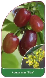 etykiety-szkolkarskie-z-gumka-deren-jadalny-titus