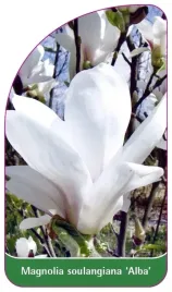 etykiety-z-gumka-magnolia-posrednia-alba