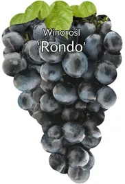 etykiety-do-roslin-z-gumka-winorosl-rondo