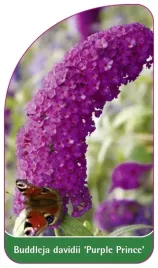 buddleja-davidii-purple-prince-etykiety-z-gumka