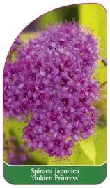 etykiety-z-gumka-tawula-japonska-golden-princess