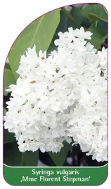 etykiety-lilak-pospolity-mme-florent-stepman