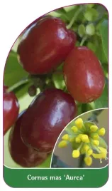 etykiety-szkolkarskie-z-gumka-deren-jadalny-aurea