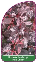 etykiety-z-gumka-berberys-thunberga-pink-queen