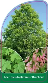 etykiety-z-gumka-klon-acer-pseudoplatanus-bruchem