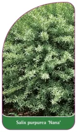 etykiety-z-gumka-wierzba-purpurowa-nana