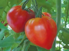 pomidor-szczepiony-cupidissimo-bawole-serce-pomidor-sadzonka-p9