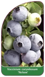 etykiety-z-gumka-borowka-amerykanska-nelson