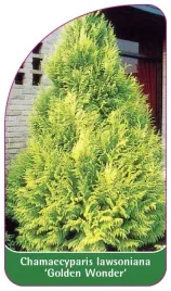 etykiety-z-gumka-cyprysik-lawsona-golden-wonder