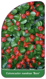 etykiety-szkolkarskie-irga-wczesna-boer