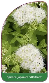 etykiety-z-gumka-tawula-japonska-albiflora