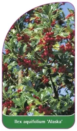 etykiety-z-gumka-ostrokrzew-kolczasty-alaska