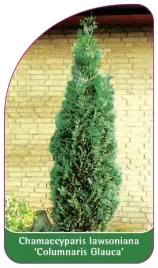 etykiety-cyprysik-lawsona-columnaris-glauca