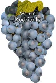 etykiety-szkolkarskie-winorosl-kodrianka
