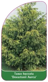 etykiety-cis-pospolity-dovastonii-aurea