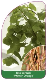 etykiety-z-gumka-lipa-drobnolistna-winter-orange