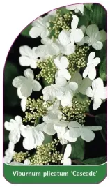 etykiety-do-roslin-z-gumka-kalina-japonska-cascade