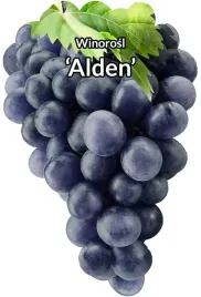 etykiety-szkolkarskie-winorosl-alden