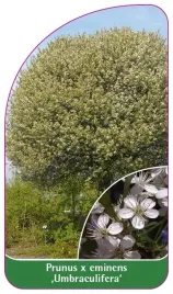 etykiety-z-gumka-wisnia-osobliwa-umbraculifera