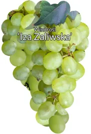 etykiety-do-roslin-z-gumka-winorosl-iza-zawilska