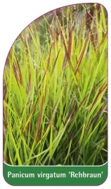 etykiety-z-gumka-proso-rozgowate-rehbraun