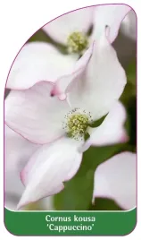 etykiety-z-gumka-deren-kousa-cappuccino