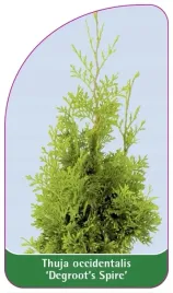 etykiety-z-gumka-biota-wschodnia-degroot-s-spire