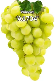 etykiety-szkolkarskie-winorosl-a1704