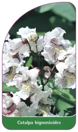 etykiety-szkolkarskie-z-gumka-catalpa-bignonioides