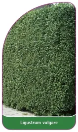 etykiety-ligustr-pospolity-ligustrum-vulgare