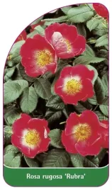 etykiety-z-gumka-roza-pomarszczona-rubra