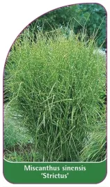 etykiety-z-gumka-miskant-chinski-strictus