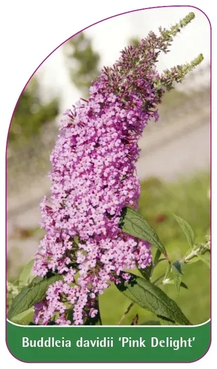etykiety-budleja-dawida-pink-delight-stan-nowy