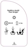 etykiety-budleja-dawida-pink-delight-stan-nowy