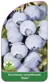 etykiety-z-gumka-borowka-amerykanska-duke