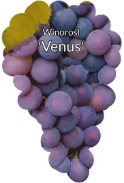etykiety-szkolkarskie-winorosl-venus