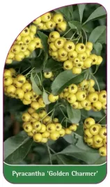 etykiety-z-gumka-ognik-szkarlatny-golden-charmer