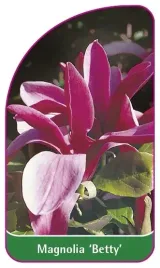 etykiety-szkolkarskie-z-gumka-magnolia-betty