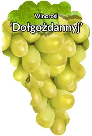 etykiety-szkolkarskie-winorosl-dolgozdannyj