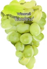 etykiety-szkolkarskie-winorosl-landysz