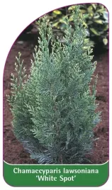 etykiety-z-gumka-cyprysik-lawsona-hite-spot