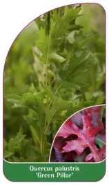 etykiety-szkolkarskie-dab-blotny-green-pillar