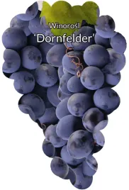 etykiety-szkolkarskie-winorosl-dornfelder